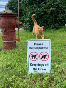 um gato ao lado de uma placa ao lado de um hidrante em Havre chez Guylaine em Laval