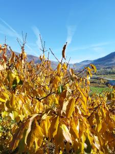 a yellow tree with a bird on top of it at Complejo Rural Las Palomas in Jerte