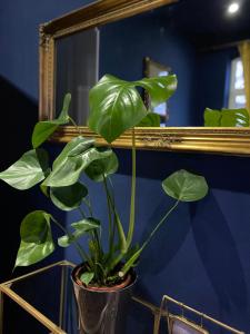 a plant in a vase in front of a mirror at Blue Royal Apartment in Celle