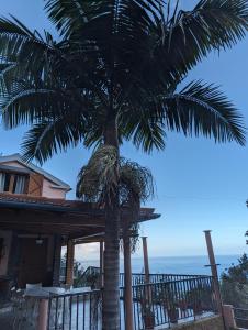 una palmera frente a una casa con el océano en Fantatic Holiday House, en Ponta Delgada