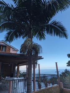 una palmera frente a una casa con el océano en Fantatic Holiday House, en Ponta Delgada