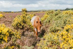 Animale la sau în apropiere de această casă de vacanță