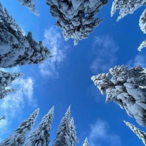 vista sugli alberi innevati con cielo azzurro di Ski hotel DOBRODOLAC a Kopaonik