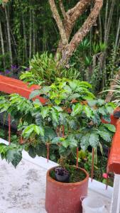 a small plant in a pot in a garden at Hotel Casa Quinta Salento in Salento