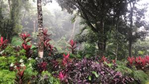 un jardín de flores y árboles en la selva tropical en Refugio Cariguana, en El Valle de Antón