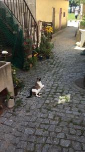 Eine schwarze und weiße Katze, die auf einem Ziegelsteinweg sitzt. in der Unterkunft A Barraquinha 30 steps from sea in Apúlia