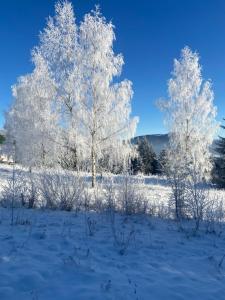 Panorama Karpat om vinteren