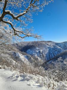 a snow covered mountain with a tree in the foreground at Hotel Zur Luppbode in Treseburg