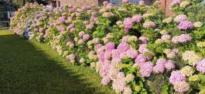 een rij kleurrijke bloemen in een tuin bij La Isla - Araminda in Balneario Argentino