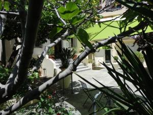 un arbre dans la cour d'une maison dans l'établissement Hotel Marengo, à Ajaccio