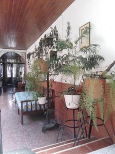 een kamer gevuld met veel potplanten bij El balcón de la Tata in San Salvador de Jujuy