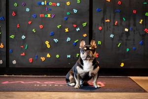 einem kleinen Hund, der vor einer Kletterwand sitzt in der Unterkunft Moxy Glasgow Merchant City in Glasgow