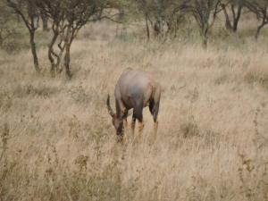 um antílope parado num campo de relva alta em UPENDO SAFARI LODGe em Karatu