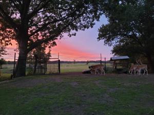 a group of cows grazing in a field at sunset at B&B 't Maartensdijkse Bos in Maartensdijk