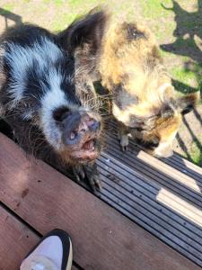 two pigs are standing on a wooden bench at B&B 't Maartensdijkse Bos in Maartensdijk