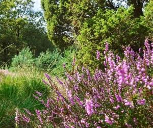 Un jardín fuera de Schaapskooi 20