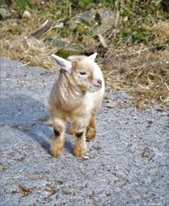 Animales en la villa o alrededores