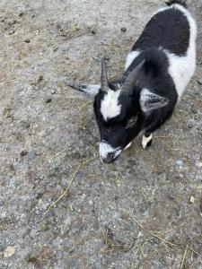 Animales en la villa o alrededores