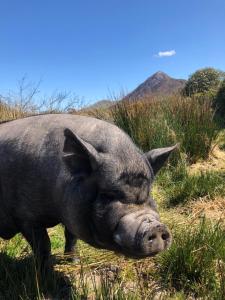 Animales en la villa o alrededores