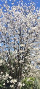 een bloeiende boom met witte bloemen erop bij Casa Baggino in Pistoia