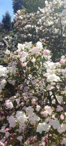 een bos van roze en witte bloemen in een tuin bij Casa Baggino in Pistoia