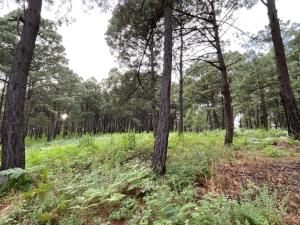 una zona boscosa con árboles y plantas verdes en Las Nubes, en Mazamitla