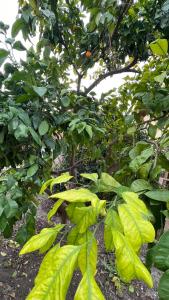 um grupo de plantas verdes num jardim em Ardjon House em Berati