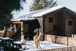 蓬高圣约翰欧博弗斯特霍夫酒店的站在一座建筑物前的雪地里的骆驼