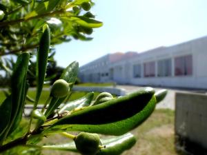 Ein Haufen grüner Früchte auf einem Baum mit einem Gebäude im Hintergrund in der Unterkunft HI Almograve – Pousada de Juventude in Almograve