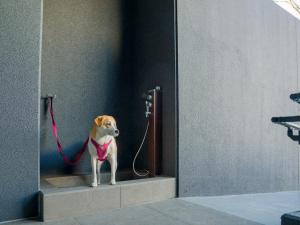 un perro pequeño con una correa con una correa en Rakuten STAY FUJIMI TERRACE Hakone Ashinoko, en Hakone