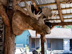 a moose with antlers hanging from a building at Stonegate Lodge King Bed WIFI 50 Roku TV Salt Water Pool Room #104 in Eureka Springs