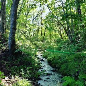 een groene slang vastgebonden aan een boom in een bos bij Tanehachi Farm Guesthouse - Vacation STAY 29709v in Aomori