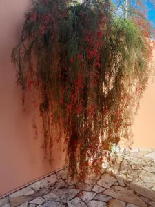 un arbre avec des fleurs rouges suspendues à un mur dans l'établissement KAY MIT et KAY JACKO, à Sainte-Luce