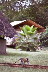 um macaco andando na grama perto de uma palmeira em NSYA CAMP MANYARA em Mto wa Mbu