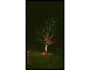 a tree with lights in the grass at night at Pine Shadow Retreat, Manali in Manāli