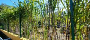 une clôture devant un champ de maïs dans l'établissement Refúgio do Limoeiro, à São Vicente