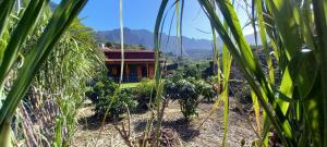 une maison au milieu d'un champ planté de palmiers dans l'établissement Refúgio do Limoeiro, à São Vicente