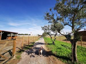 Fotografie z fotogalerie ubytování Quinta do Louredo - Évora v destinaci Évora