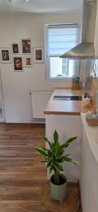 a kitchen with a potted plant sitting on the floor at Apartman Bonsai in Subotica