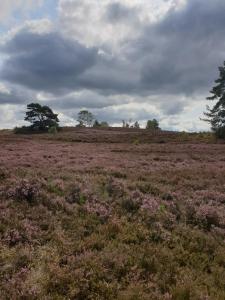 um campo de flores roxas num campo com árvores em likehome Suite em Buchholz in der Nordheide