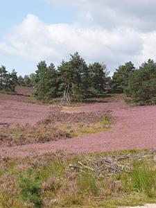 um campo aberto com árvores ao fundo em likehome Suite em Buchholz in der Nordheide