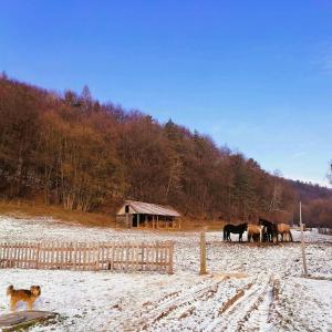 MatiaškaにあるOddychový pobyt na rodinnej farmeの雪原の馬群犬