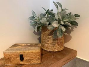 une plante dans un panier assis sur une table en bois dans l'établissement Hello Noordwijk - Studio Pietheinplein 1, à Noordwijk aan Zee