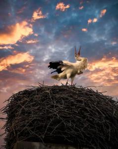 ein Vogel, der auf einem Nest mit einer Ziege sitzt in der Unterkunft Storchennest in Neuried