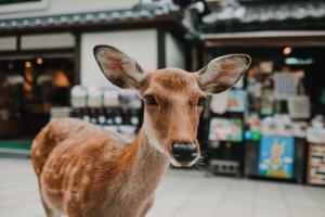 Animale la sau în apropiere de acest hotel