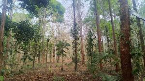 a wooded area with trees in a forest at Ayurguru Ayurvedic Kalari Resort in Sultan Bathery