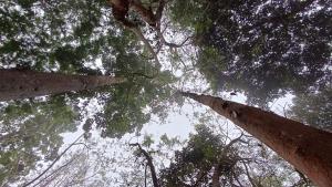 a view of the tops of trees in a forest at Ayurguru Ayurvedic Kalari Resort in Sultan Bathery