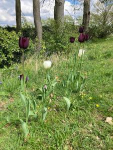 trois fleurs violettes et blanches dans l'herbe dans l'établissement Cosy retreat in the heart of the Cotswolds., à Chipping Norton