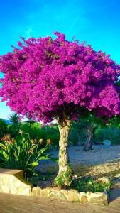 a tree with purple flowers on top of it at Quinta Almargem Lusitano - Farm House in Tavira