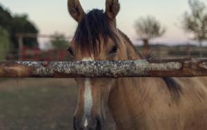 Animale la sau în apropiere de această pensiune agroturistică